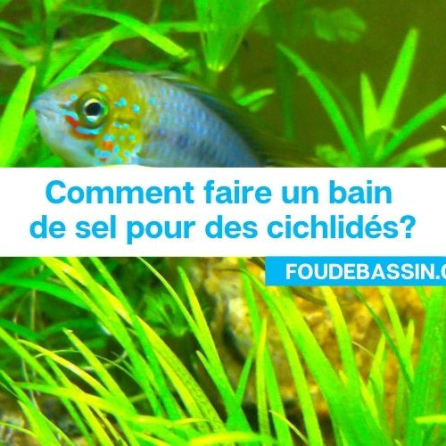 Comment faire un bain de sel pour des cichlidés?