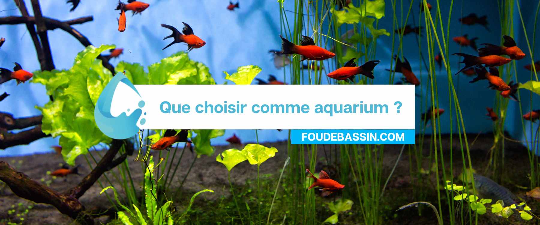 Que choisir comme aquarium? Comment choisir un aquarium?