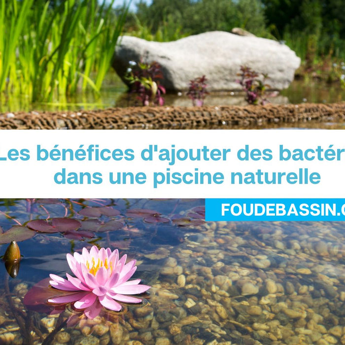 Bactéries en piscine naturelle & lagunage, lesquelles utiliser pour mon bassin?