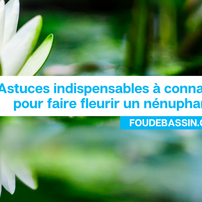 Astuces indispensables à connaître pour un maximum de fleurs de nénuphars tout au long de la saison !