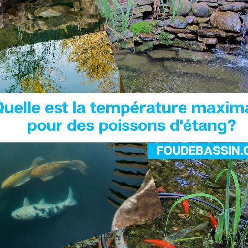 Quelle est la température maximale pour des poissons d'étang?