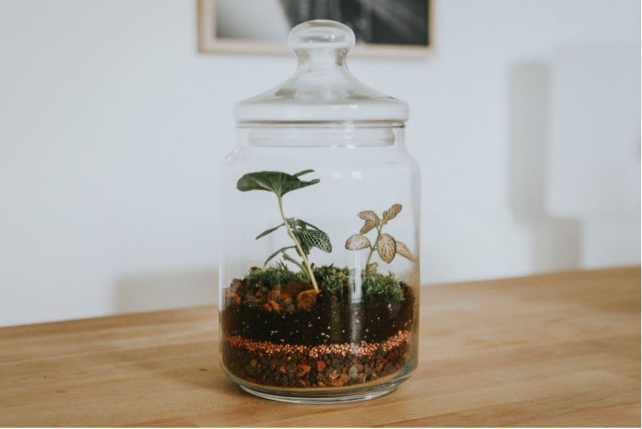 Comment faire un terrarium clos.