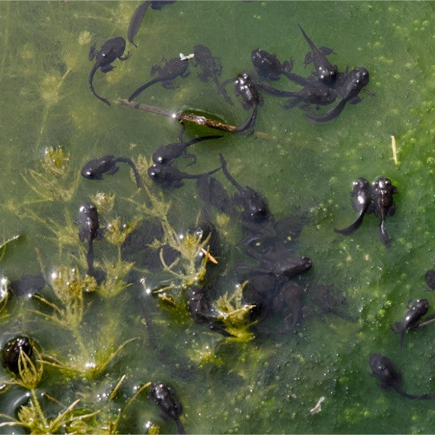 Comment isoler des têtards dans mon bassin?