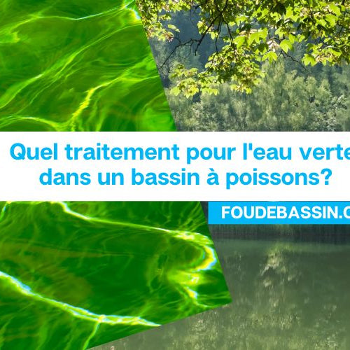 Quel traitement pour l'eau verte dans un bassin à poissons?