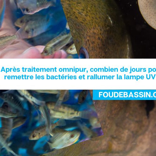 Après traitement omnipur, combien de jours pour remettre les bactéries et rallumer la lampe UV?
