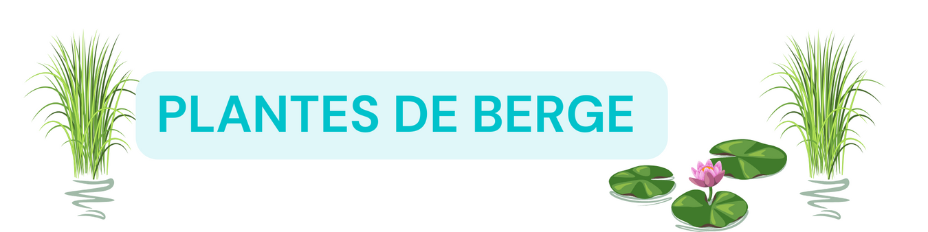 Plantes de berge