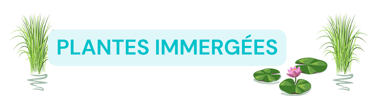 Plantes immergées