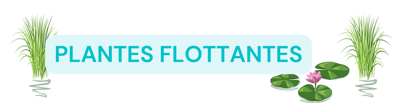 Plantes flottantes