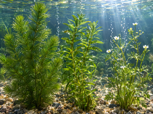 oxygenating plants