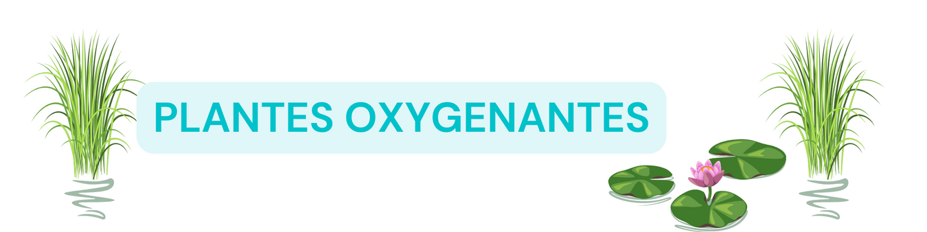 Plantes oxygénantes
