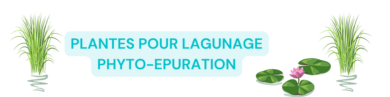 Plantes pour lagunages et phyto-épurations