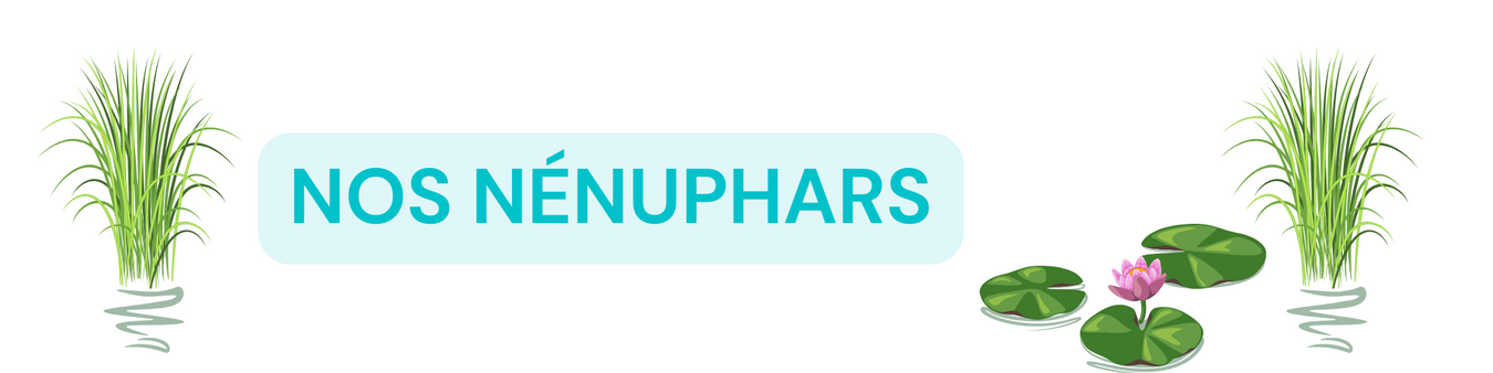 Nénuphars