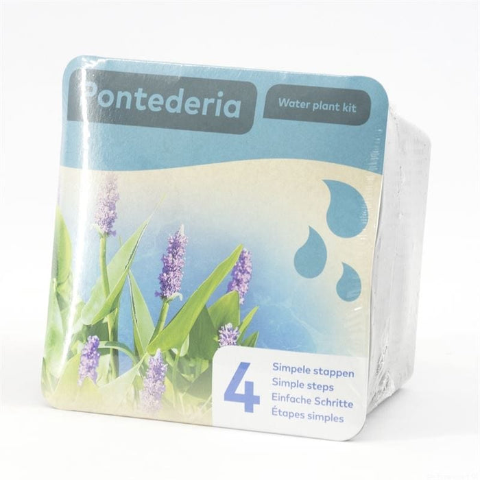 Aquipond Plantes aquatiques Pontederia - En kit tout-en-un - Pot de 18CM 8718226855800 20945