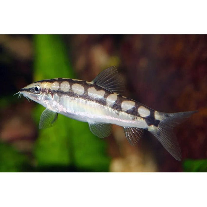 FOUDEBASSIN.COM AMBASTAIA SIDTHIMUNKI 2-3CM 8715897211744 V1452353