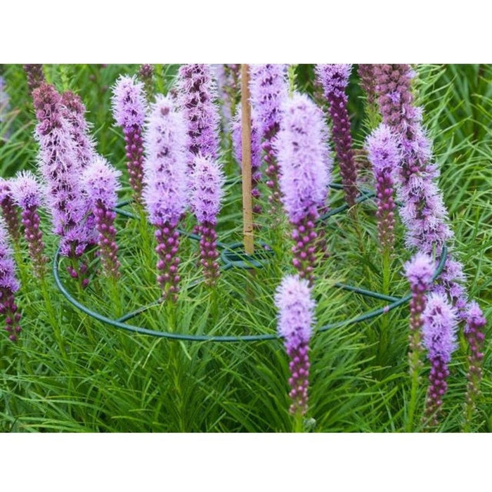 FOUDEBASSIN.COM Anneau de soutien vert à planter pour plantes à massifs - Ø40 cm - 3 x 8711338401019 6040101