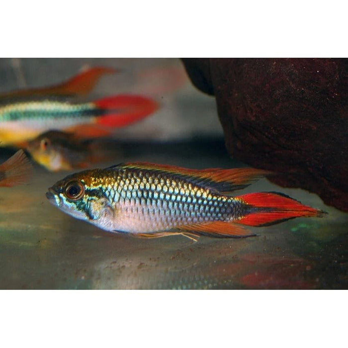FOUDEBASSIN.COM APISTOGRAMMA AGASSIZII DOUBLE RED 3-4CM 8715897049354 V1450835