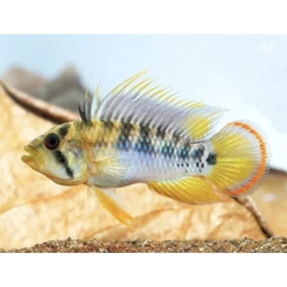 FOUDEBASSIN.COM APISTOGRAMMA BAENSCHI 3-4CM 	8715897301537 V1450725