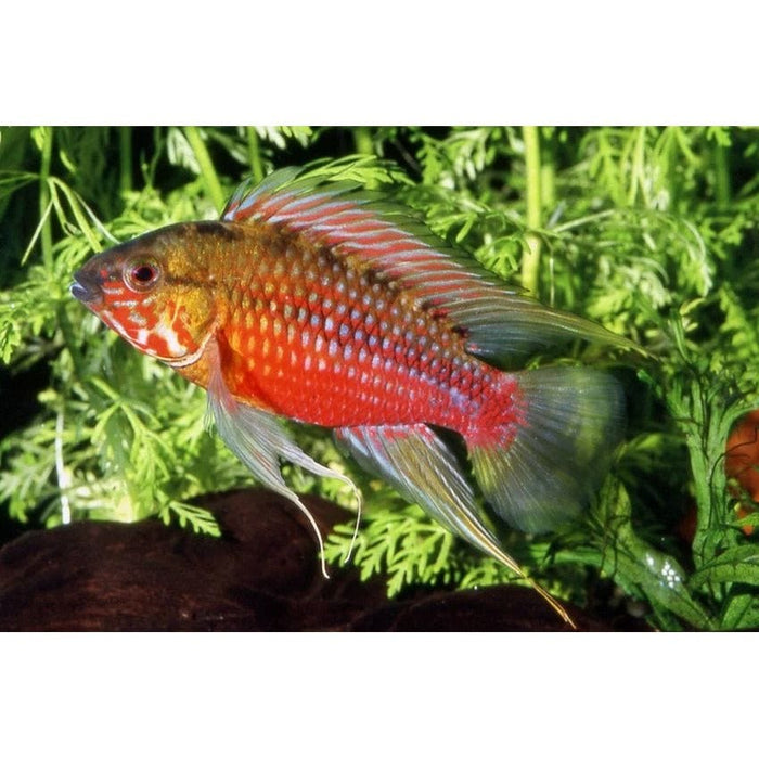 FOUDEBASSIN.COM APISTOGRAMMA HONGSLOI RED 3-4CM 	8715897159152 V1450785