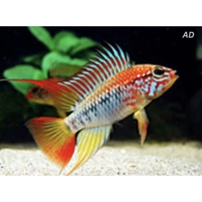 FOUDEBASSIN.COM APISTOGRAMMA VIEJITA 3-4CM 8715897159244 V1450825