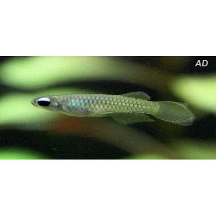 FOUDEBASSIN.COM APLOCHEILICHTHYS NORMANI 1,2-1,8CM 8715897211904 V1451353