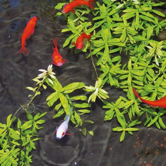 FOUDEBASSIN.COM Aqua Start 500 - 500 ml 8711465730174 1373017