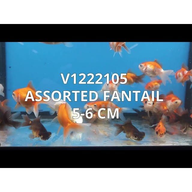 FOUDEBASSIN.COM ASSORTED FANTAIL 5-6 CM 8715897008955 V1222105