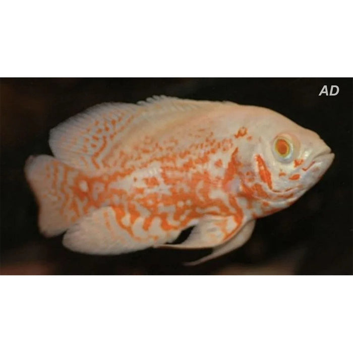 FOUDEBASSIN.COM ASTRONOTUS OCELLATUS ALBINO TIGER 4-5CM 8715897301568 V1451545