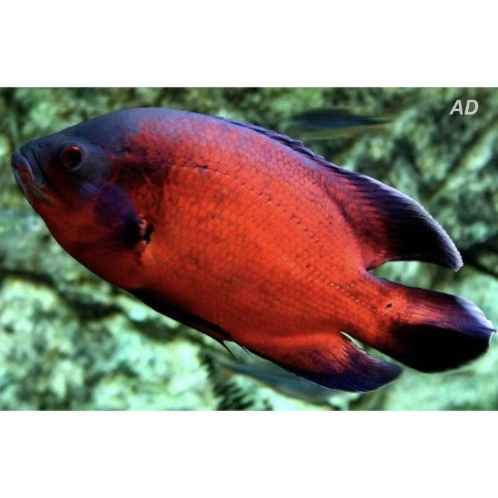 FOUDEBASSIN.COM ASTRONOTUS OCELLATUS RED 4-5CM 8715897301544 V1451555