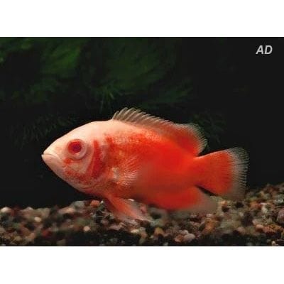 FOUDEBASSIN.COM ASTRONOTUS OCELLATUS RED ALBINO 4-5CM 8715897301551 V1451560