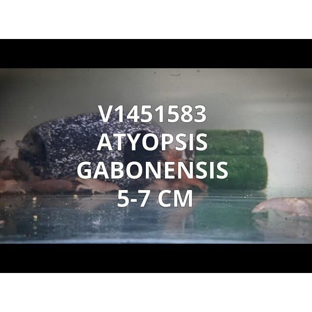 FOUDEBASSIN.COM ATYOPSIS GABONENSIS 5-7CM 	8715897211881 V1451583