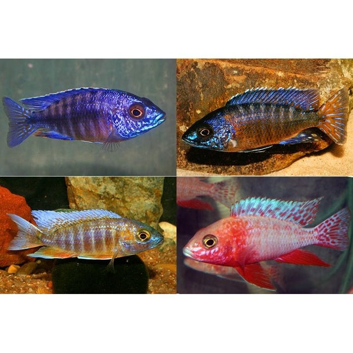FOUDEBASSIN.COM AULONOCARA SP. MIX 4-5CM 8715897243370 V1451600