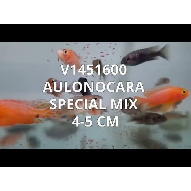 FOUDEBASSIN.COM AULONOCARA SP. MIX 4-5CM 8715897243370 V1451600