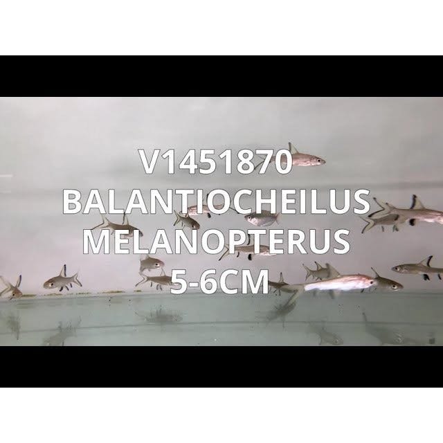 FOUDEBASSIN.COM BALANTIOCHEILUS MELANOPTERUS 5-6CM 	8715897049569 V1451870