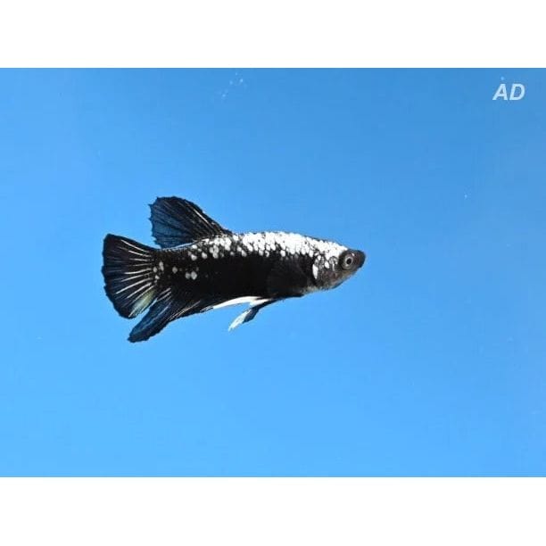 FOUDEBASSIN.COM BETTA MALE BLACK SAMURAI 4-5CM 8715897343575 V1451985