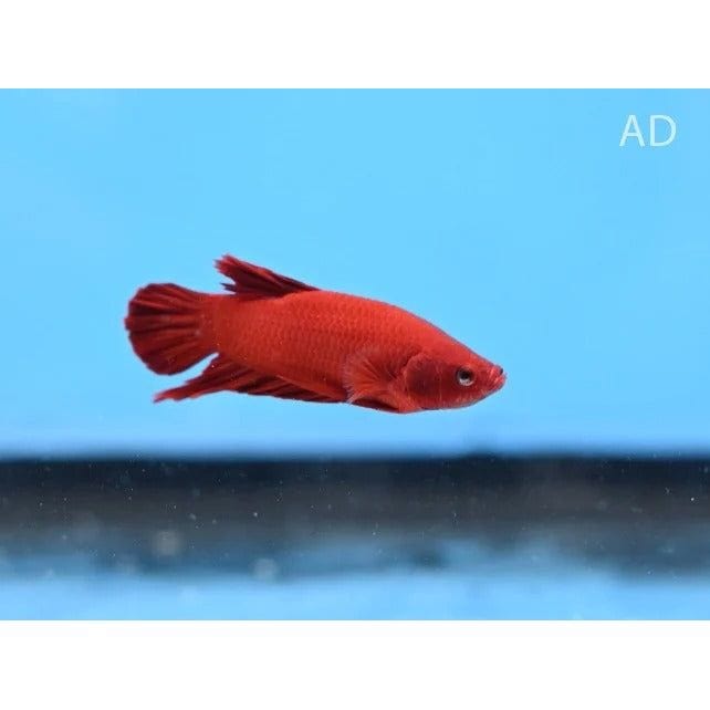 FOUDEBASSIN.COM BETTA SPLENDENS MALE FANCY/MASCOT RED 4-5CM 8715897292811 V1452055