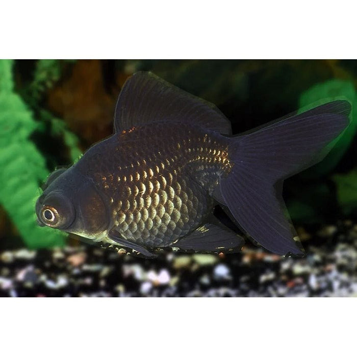 FOUDEBASSIN.COM BLACK TELESCOPE MOOR 9-10 CM 8715897181283 V1222757