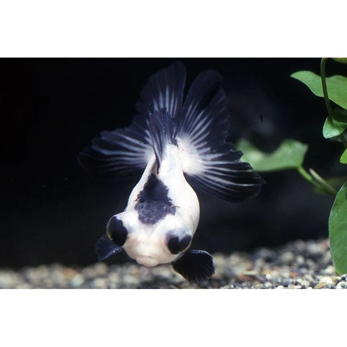 FOUDEBASSIN.COM BLACK-WHITE PANDA 10-11 CM 8715897012853 V1223085