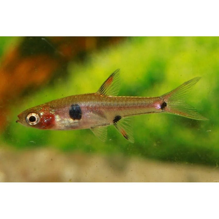 FOUDEBASSIN.COM BORARAS MACULATUS 1,0-1,5CM 8715897211768 V1452153