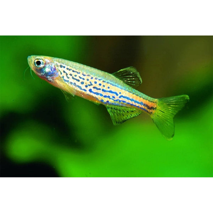 FOUDEBASSIN.COM BRACHYDANIO FRANKEI 2,5-3CM 8715897105432 V1452430