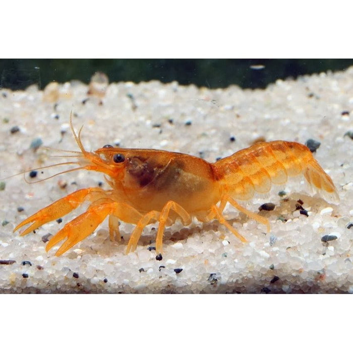 FOUDEBASSIN.COM CAMBRELLUS PATZCAUTREMSES 2,5-3CM 8715897211713 V1452533
