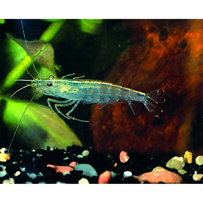 FOUDEBASSIN.COM CARIDINA JAPONICA 1,5CM 8715897331466 V1452690
