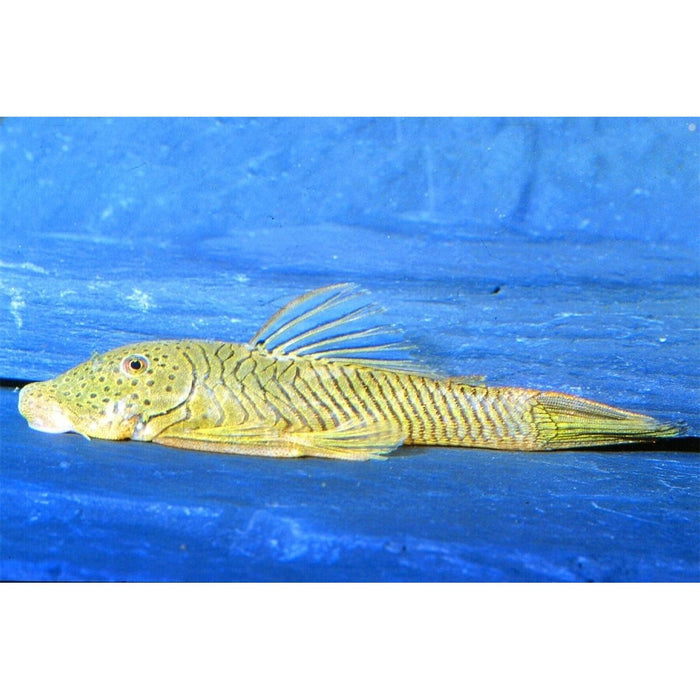 FOUDEBASSIN.COM CHAETOSTOMA THOMASI L146 4-5CM 8715897050268 V1455750