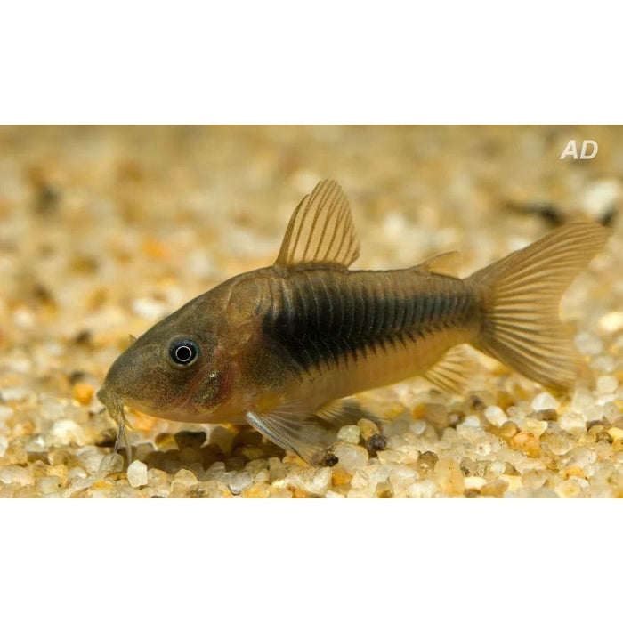 FOUDEBASSIN.COM CORYDORAS AENEUS 2,5-3CM 8715897062193 V1453170