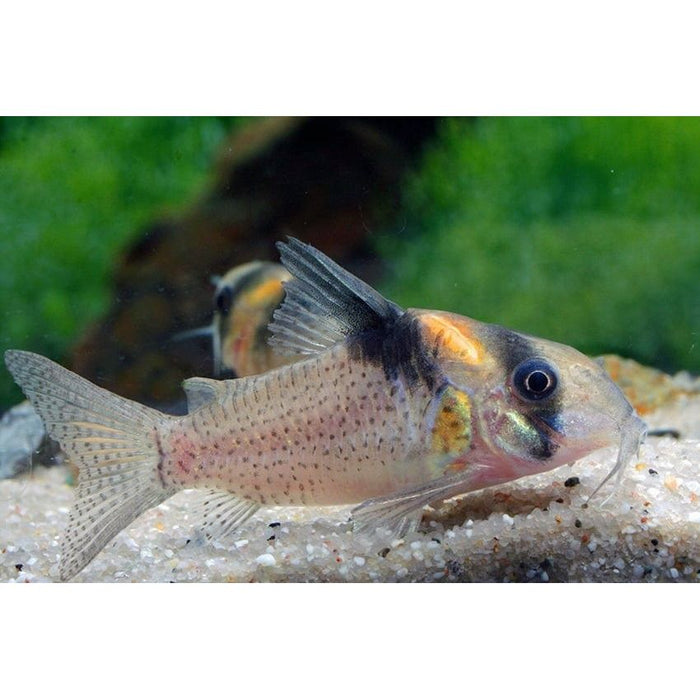 FOUDEBASSIN.COM CORYDORAS VENEZUELA ORANGE 2-2,5CM 8715897307324 V1453640