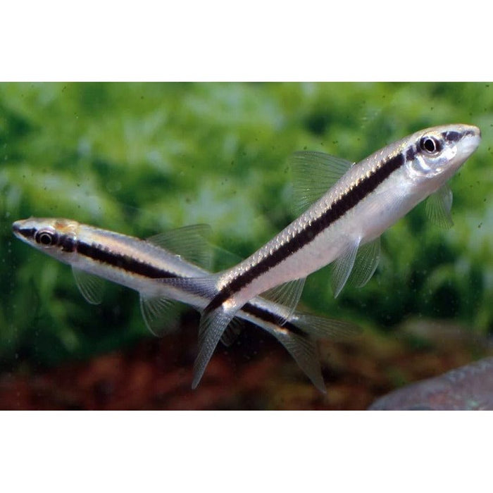 FOUDEBASSIN.COM CROSSOCHEILUS OBLONGUS 3,5-4CM 8715897106965 V1453770