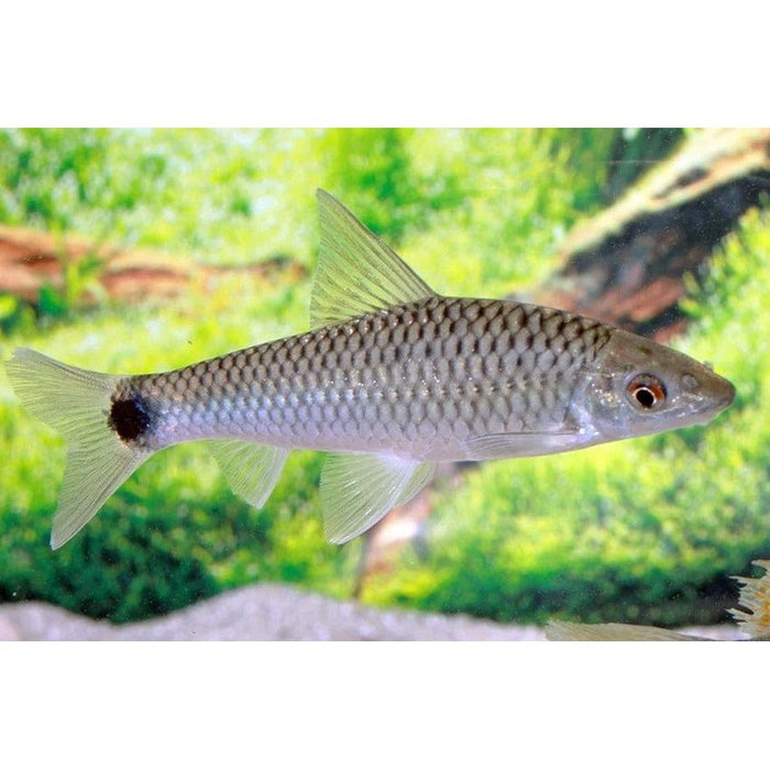 FOUDEBASSIN.COM CROSSOCHEILUS RETICULATUS 4CM 8715897300561 V1453695