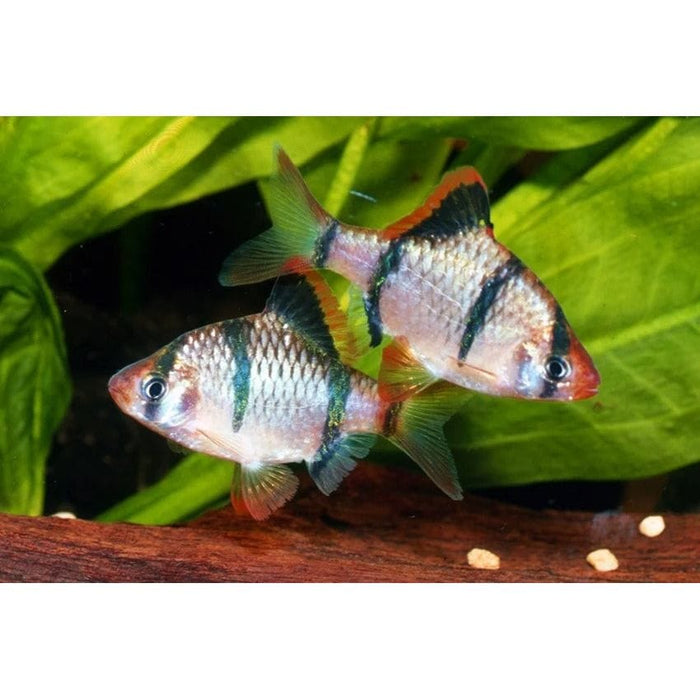 FOUDEBASSIN.COM DESMOPUNTIUS TETRAZONA 1,7-2,2CM 8715897049774 V1452570