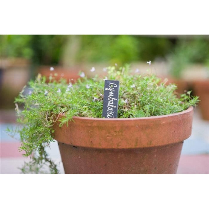 FOUDEBASSIN.COM Etiquette à planter en ardoise naturelle - H15 x 3 cm - 5 x 8711338203248 6020324