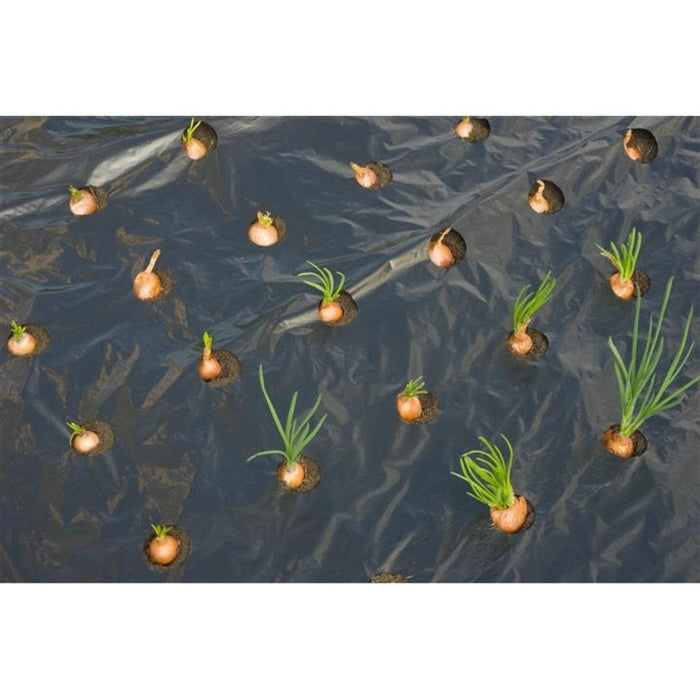 FOUDEBASSIN.COM Film de paillage PETITS LEGUMES - LDPE/LLDPE noir, 20µ, trous découpés : 175xØ45 mm - 0,95 x 5 m 8711338302743 6030274