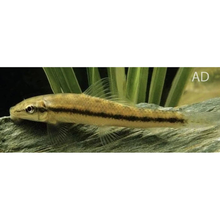 FOUDEBASSIN.COM GYRINOCHEILUS AYMONIERI 4-4,5CM 8715897053092 V1454250